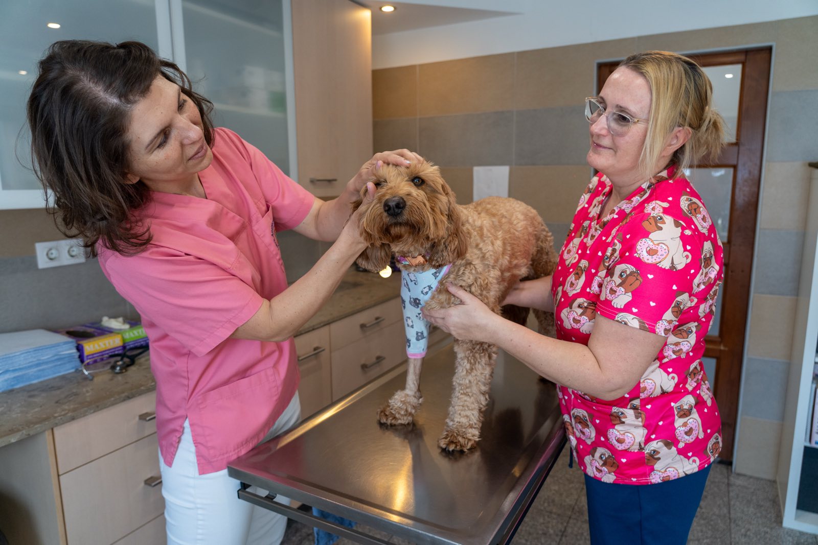 Kutya kezelése - Professzionális ellátás